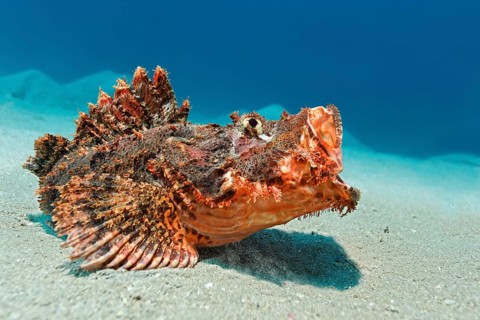 Bearded scorpionfish (Scorpaenopsis barbata)
