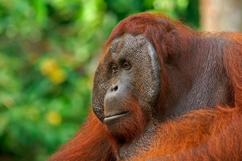 Bornean Orangutan (Pongo pygmaeus)