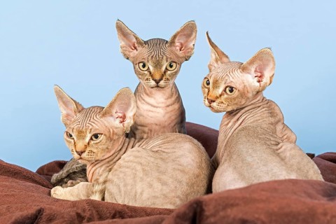 Three Devon Rex kitten