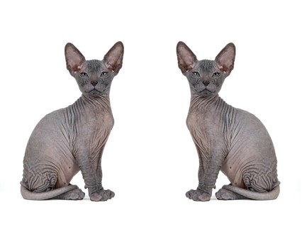 Don Sphynx kitten