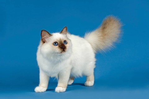 Birman Cat