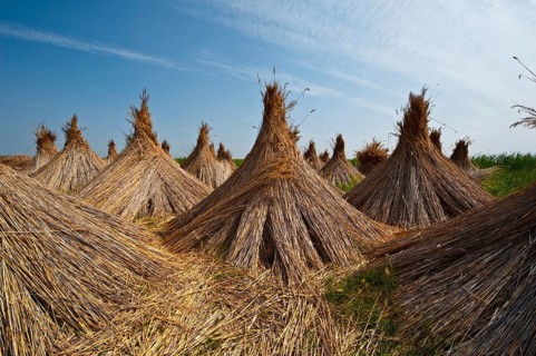 Reeds