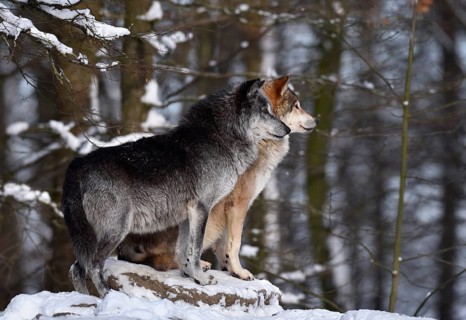 Male and female leader of the pack