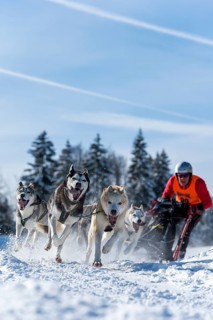 Sled dog racing