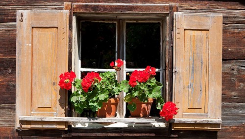 Window with geraniums
