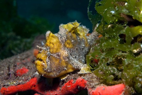 Commerson's or giant frogfish (Antennarius commersonii)
