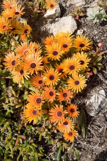Ice Plants (Dorotheanthus bellidiformis) Cape Region