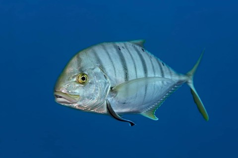 Blue trevally (Carangoides ferdau)