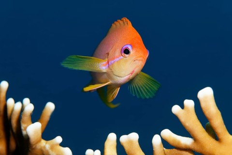 Threadfin goldie (Nemanthias carberryi) over fire coral