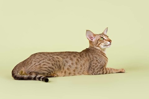 Oriental Shorthair cat