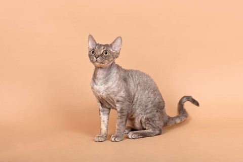 Purebred Devon Rex cat