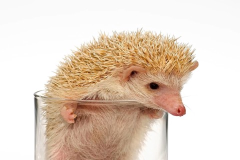 Albino African white-bellied hedgehog in a glass