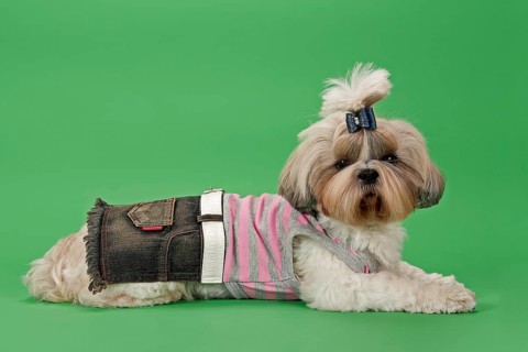 Shih-Tzu dog