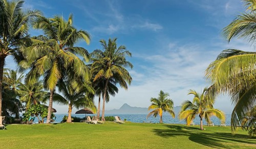 Palm trees
