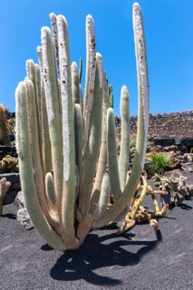 Micranthocereus albicephalus cactus
