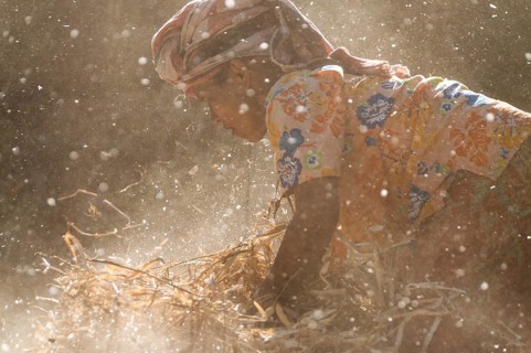 Woman harvesting Broad Beans or Fava Beans (Vicia faba)