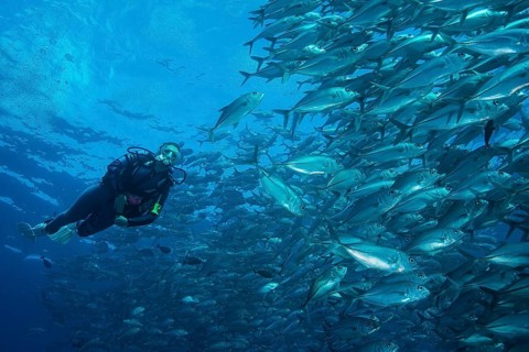 Female diver watching a school of Bigeye Trevallies (Caranx sexfasciatus)