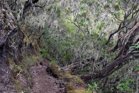 Cloud forest