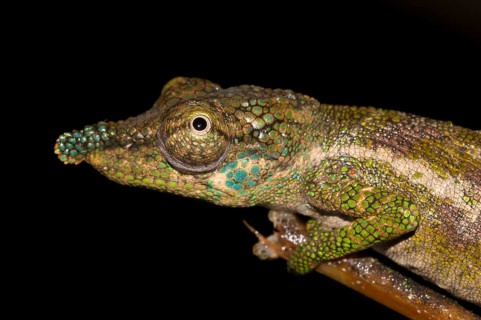 Nose-horned Chameleon (Calumma nasutum) in the rainforest of Marojejy