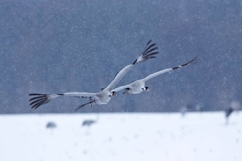 Gray Cranes (Grus grus)