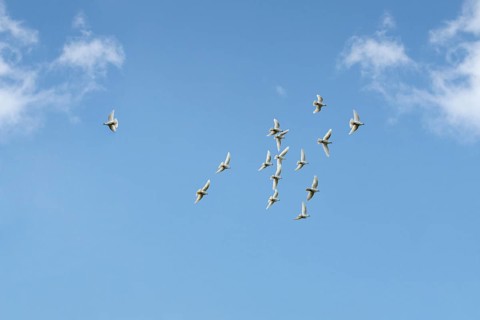 White Doves (Columbidae) flying against a blue sky