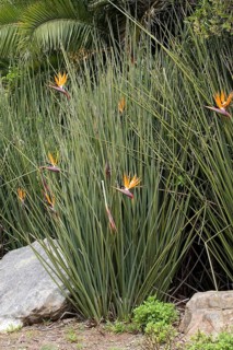 Rushes Strelitzia (Strelitzia juncea)