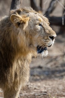 Asiatic lion (Panthera leo persica)