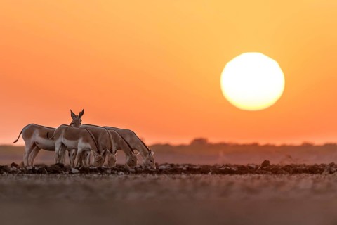 Onager or Asiatic wild ass (Equus hemionus)