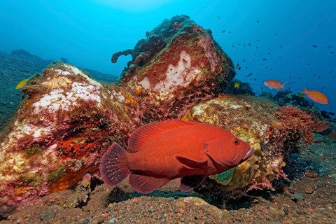 Tomato Hind (Cephalopholis sonnerati)