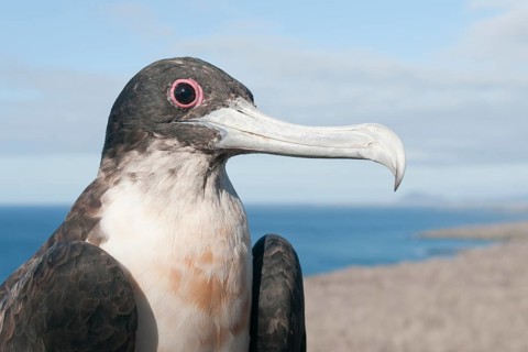 Young Magnificent frigatebird (Fregata magnificens)