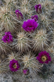 Engelmann's hedgehog cactus (Echinocereus engelmannii)