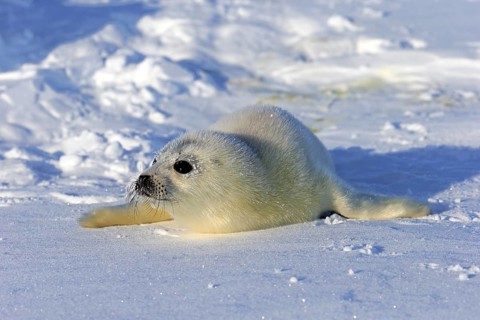 Harp Seal or Saddleback Seal (Pagophilus groenlandicus