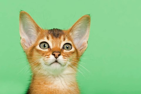 Abyssinian kitten