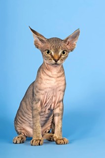 Devon Rex