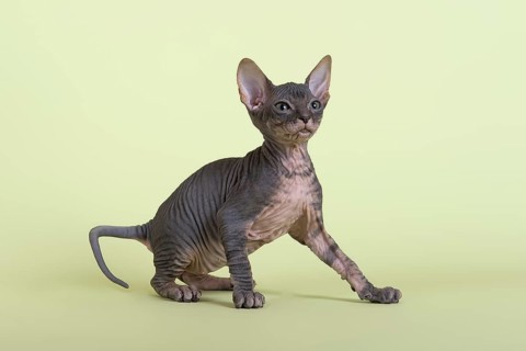 Donskoy cat or Don Sphynx