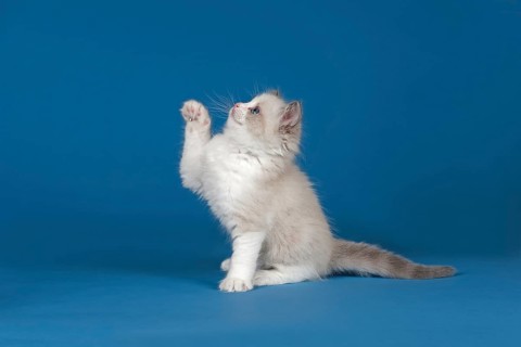 Ragdoll cat