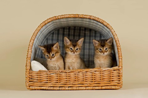 Somali kittens tawny