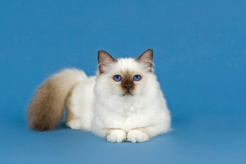 Birman Cat