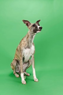 Whippet