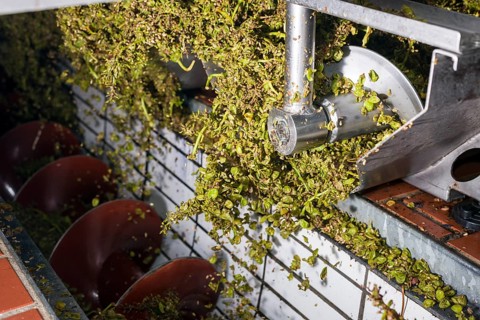 Silvaner grapes after being squeezed in the Juliusspital Wurzburg winery