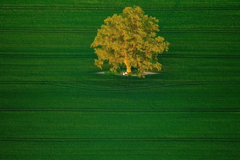 Tree in a green field