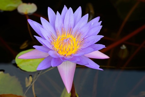 Blue Lotus (Nymphaea caerulea)