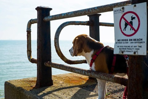Dog ban on the beach