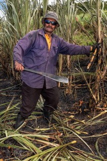 Worker harvesting sugar cane by hand