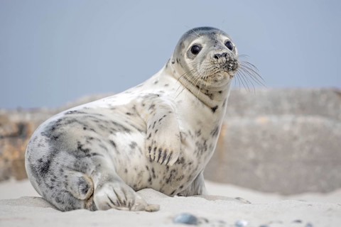 Seal (Phoca vitulina)
