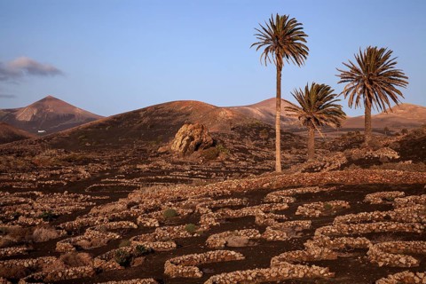 Typical vineyards in dry cultivation in volcanic ash