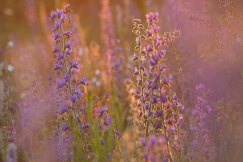 Viper's Bugloss or Blueweed (Echium vulgare) in evening light