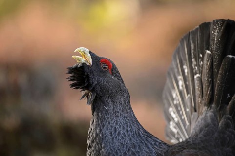 Western Capercaillie (Tetrao urogallus) adult male