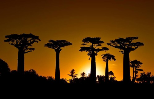 Baobab avenue at sunset in West Madagascar