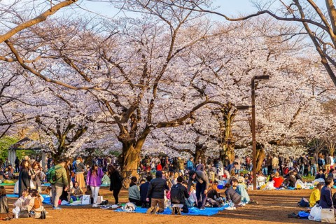 Japanese picnic under cherry blossoms in Yoyogi Park at Hanami Fest